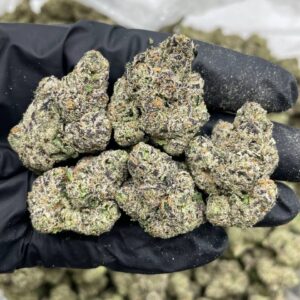 Pink Cherry Gelato indoors $1100