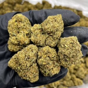 Bacio Gelato Lows  $475