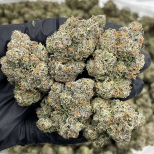 Blue Himalaya indoors